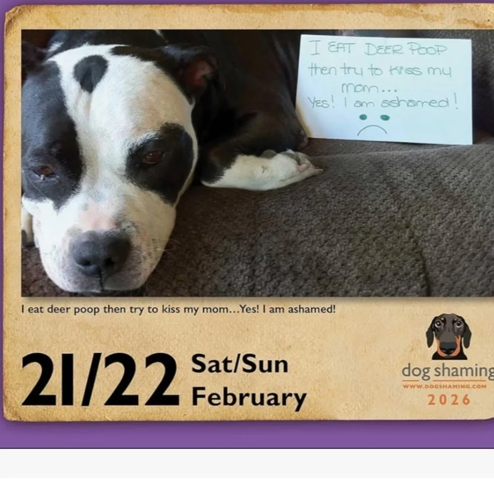 Dog Shaming 2026 Day-to-Day Calendar new!